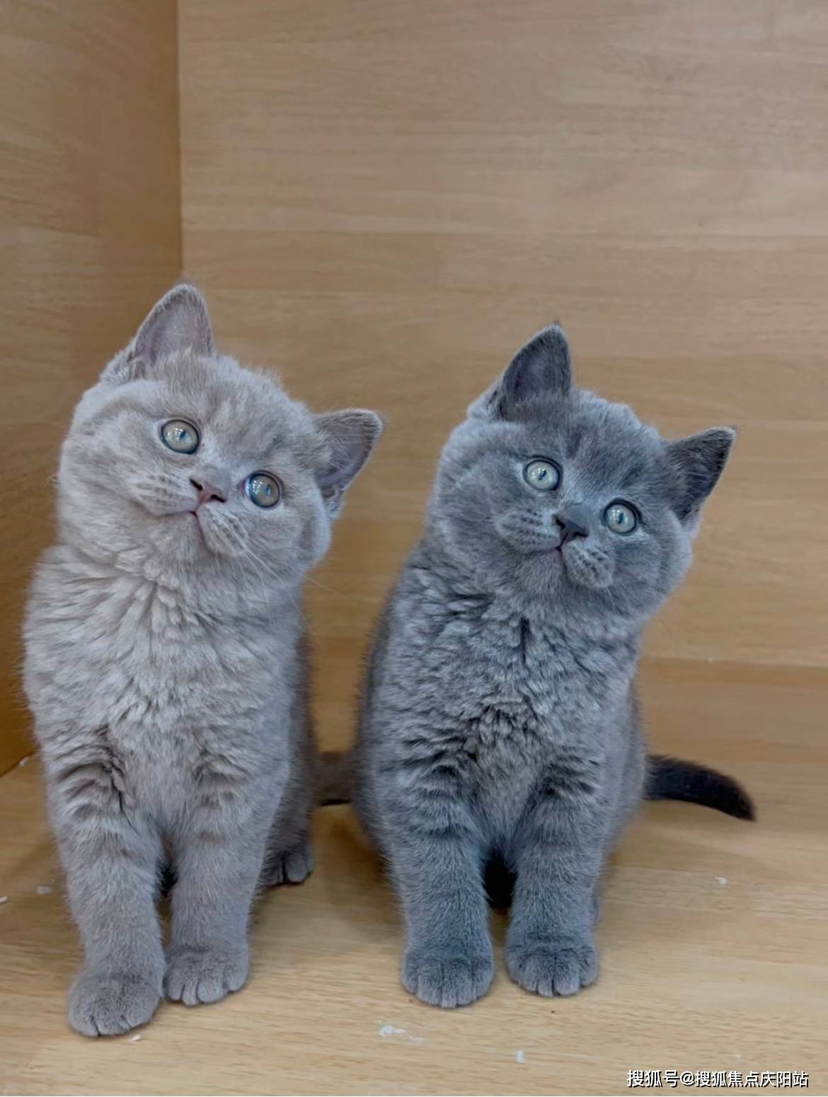 重庆买英短蓝猫首页网站(重庆九龙坡区)买英短蓝猫的地方