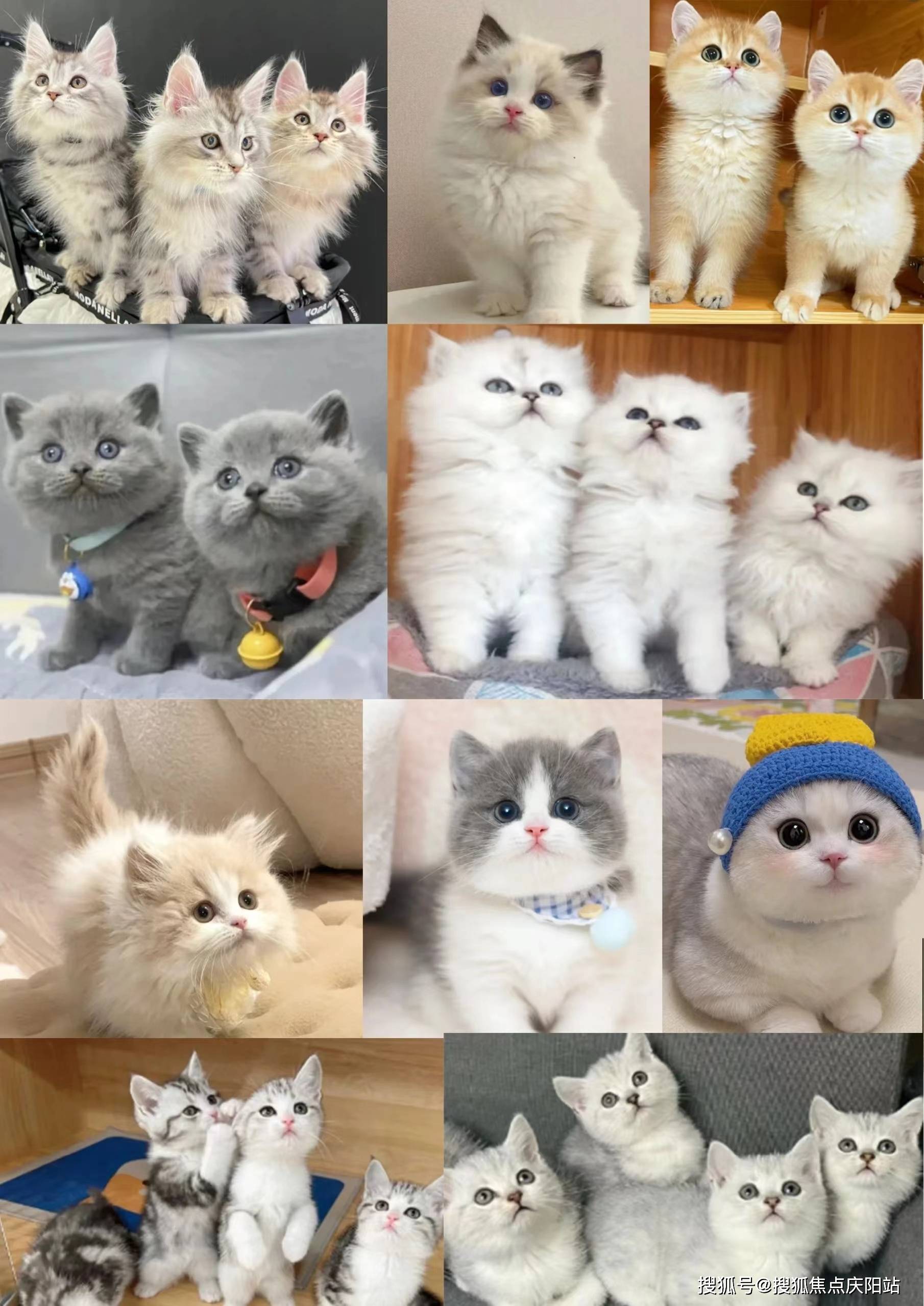 武汉买英短蓝猫首页网站(武汉硚口区)哪里可以买到品相好的英短蓝猫