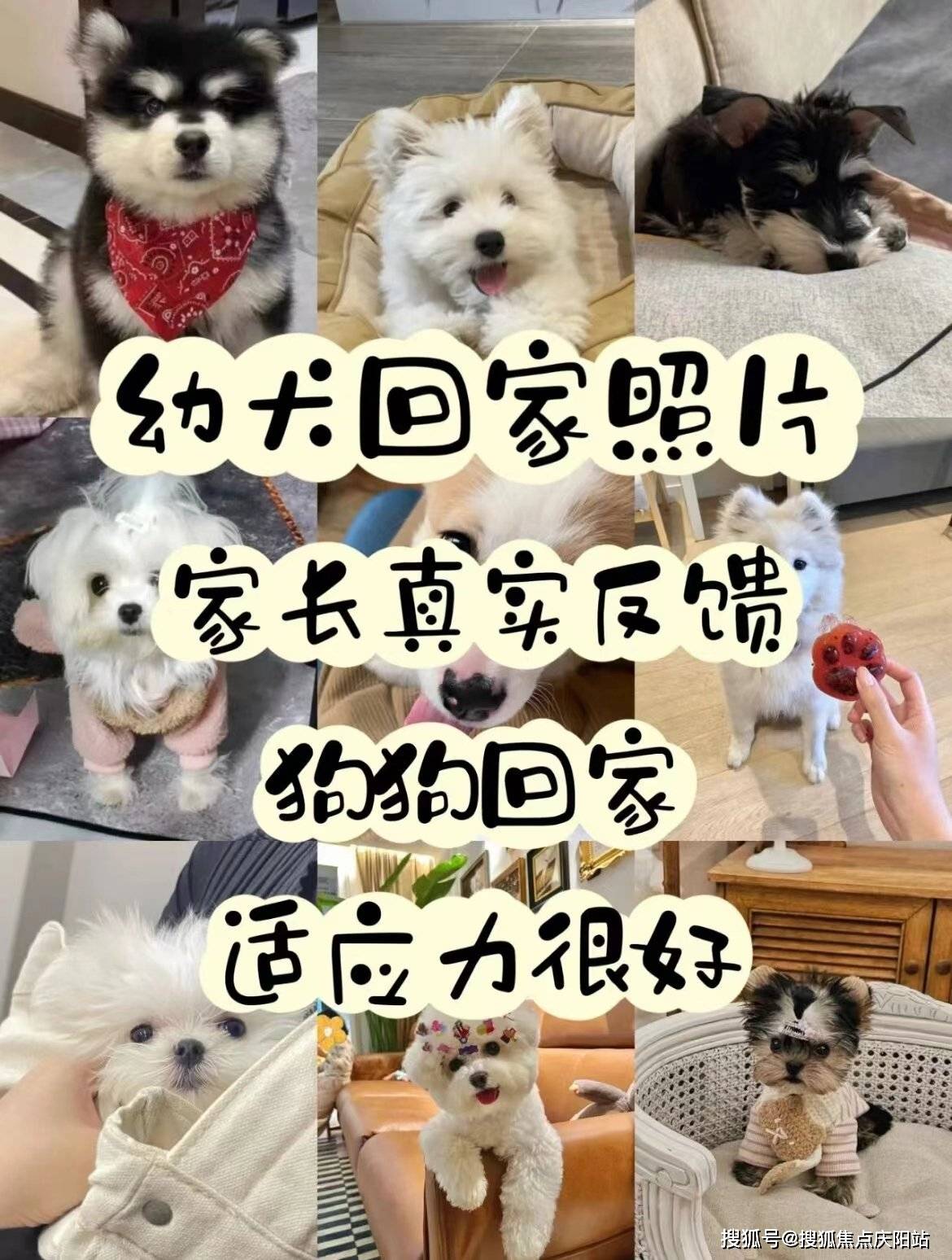 上海买美短起司猫首页网站(上海浦东新区)哪家宠物店买美短起司猫比较