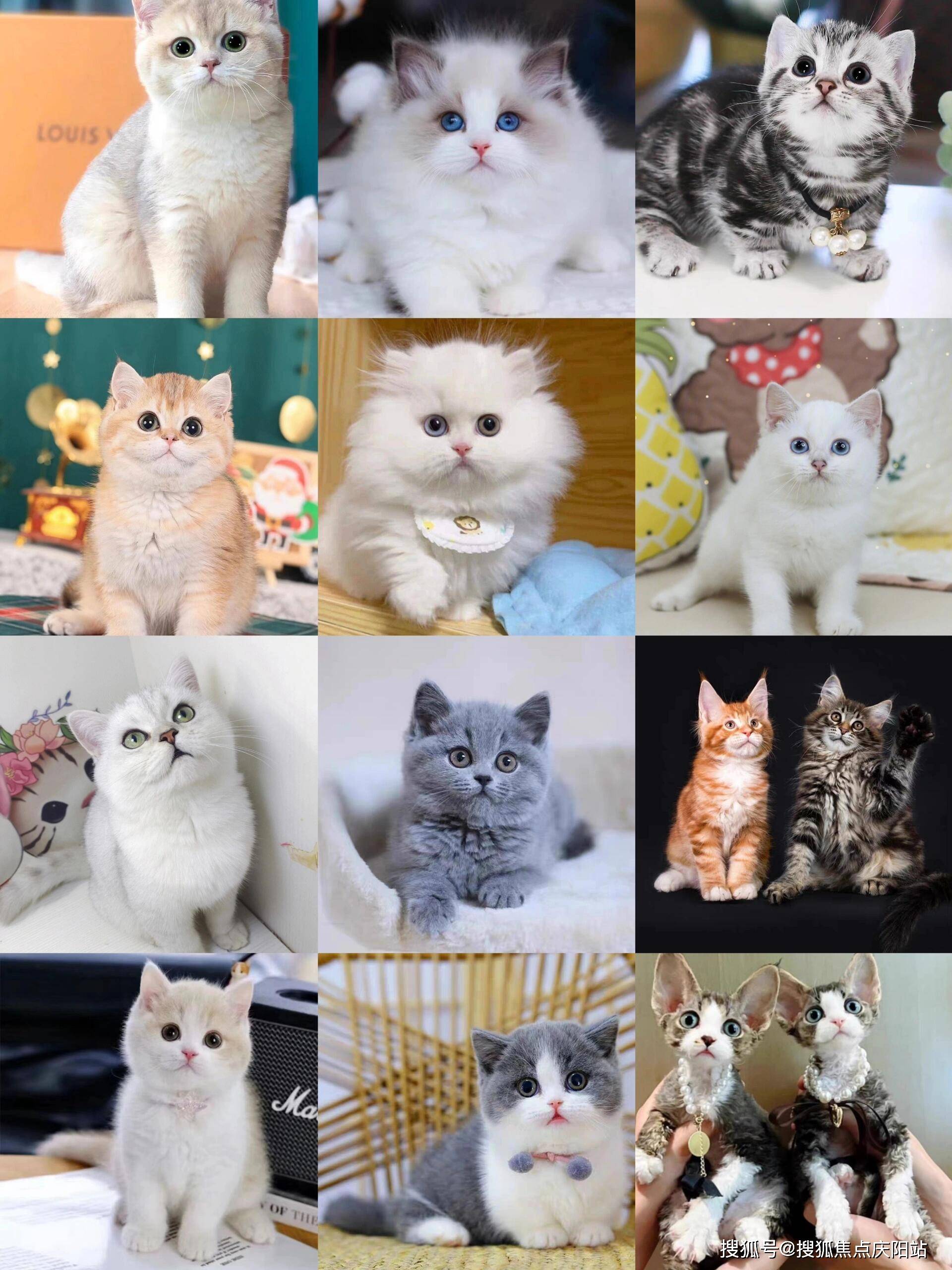 南昌买美短起司猫首页网站(南昌红谷滩区)哪里可以买到美短起司猫