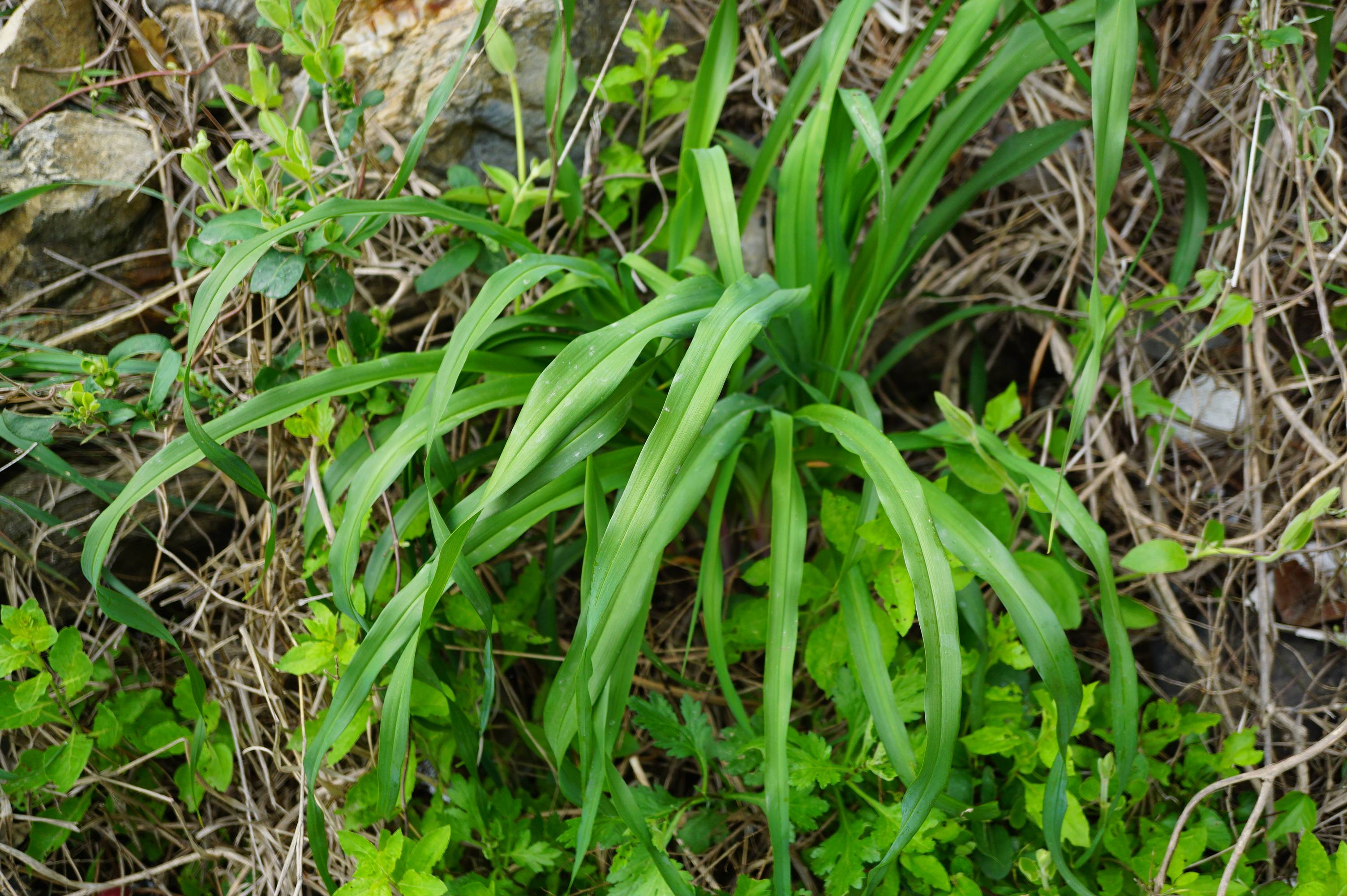 我见到的山东本土植物和园林栽培植物