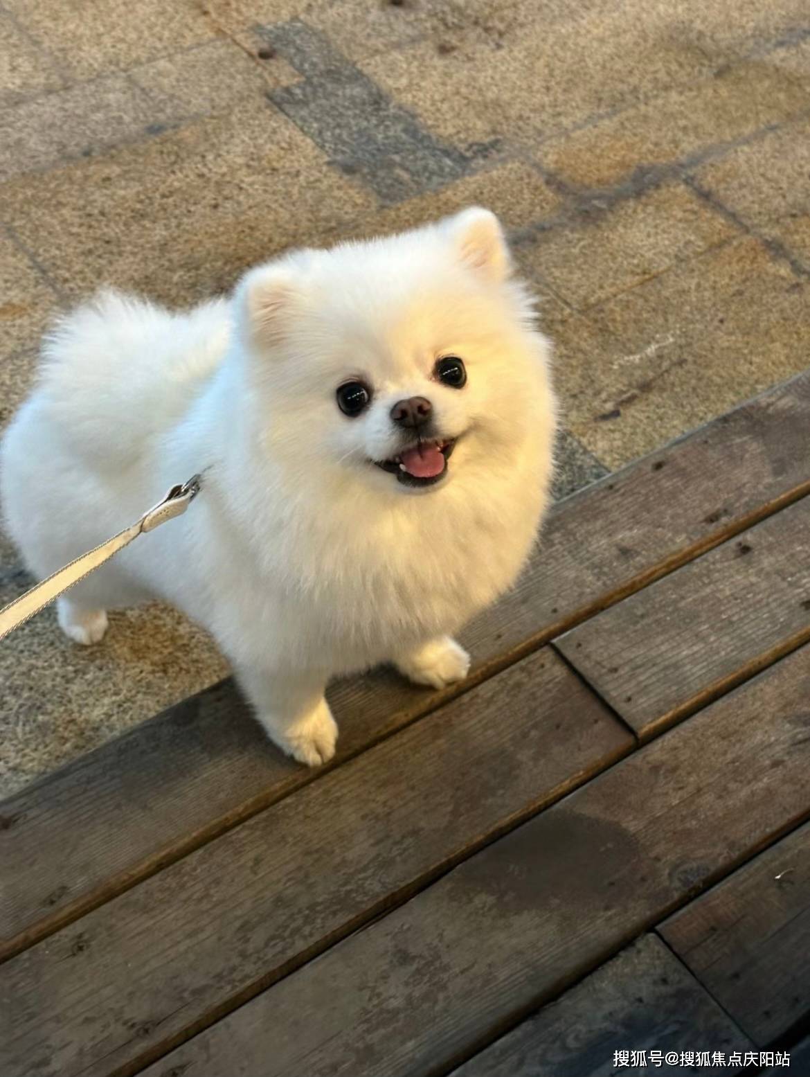 武汉买博美犬首页网站(武汉武昌区)哪里有博美犬出售