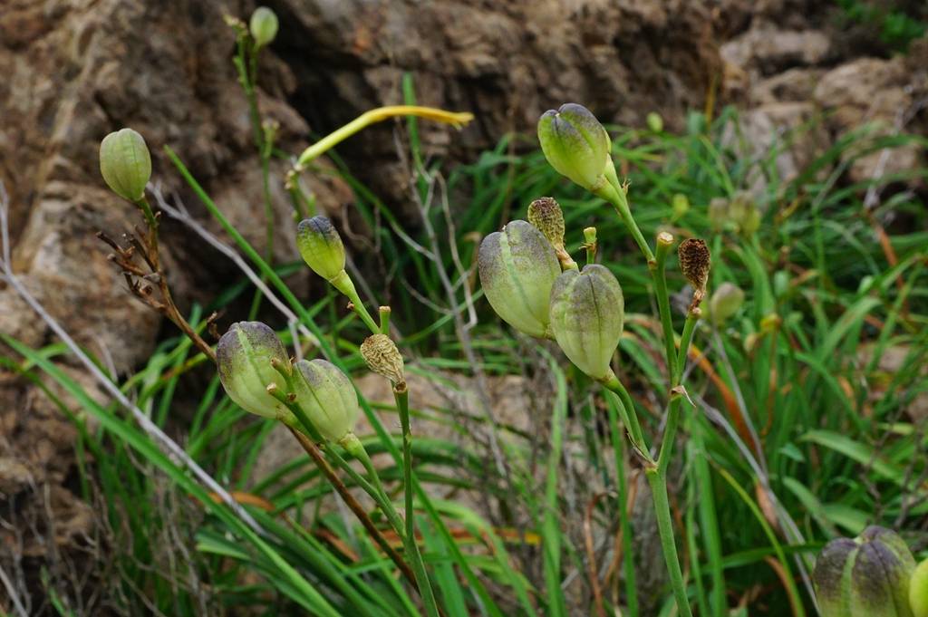 我见到的山东本土植物和园林栽培植物(284)黄花菜