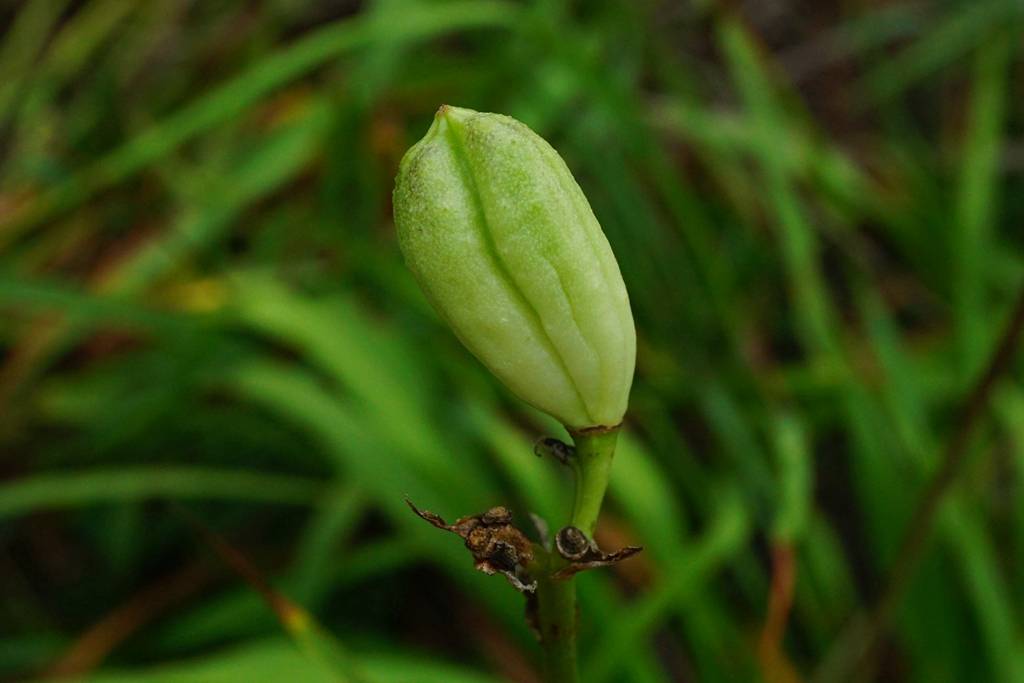 我见到的山东本土植物和园林栽培植物(284)黄花菜_花被_萱草_叶长