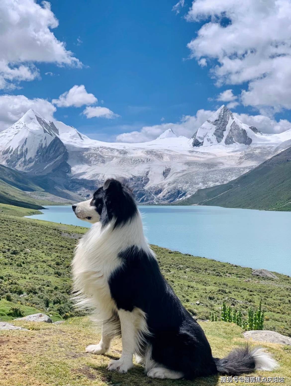 杭州买边牧犬首页网站(杭州萧山区)边牧犬多少钱一只