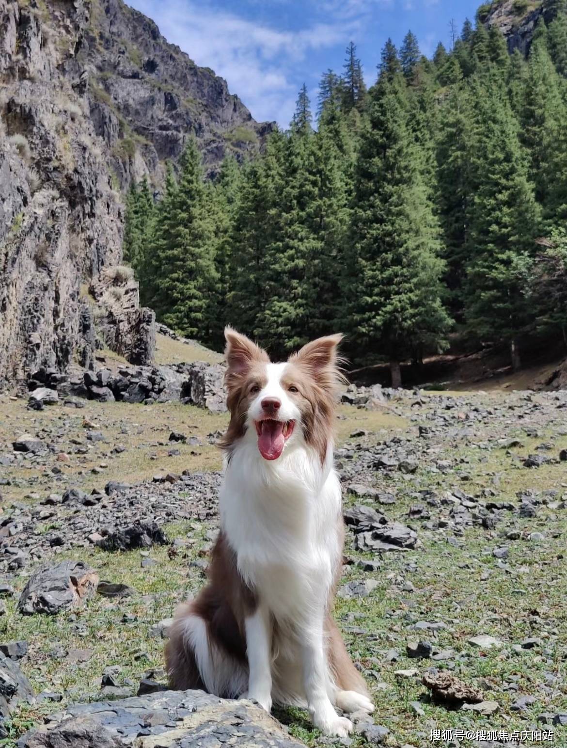 苏州买边牧犬首页网站(苏州姑苏区)哪里有卖边牧犬的宠物市场
