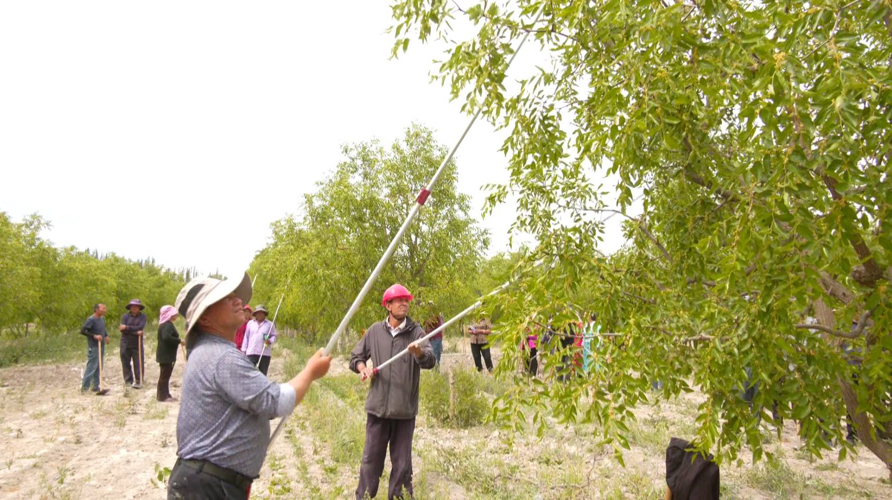 岳普湖县:红枣夏季管护培训 助力枣农增产增收_田间管理_枣树_病虫害