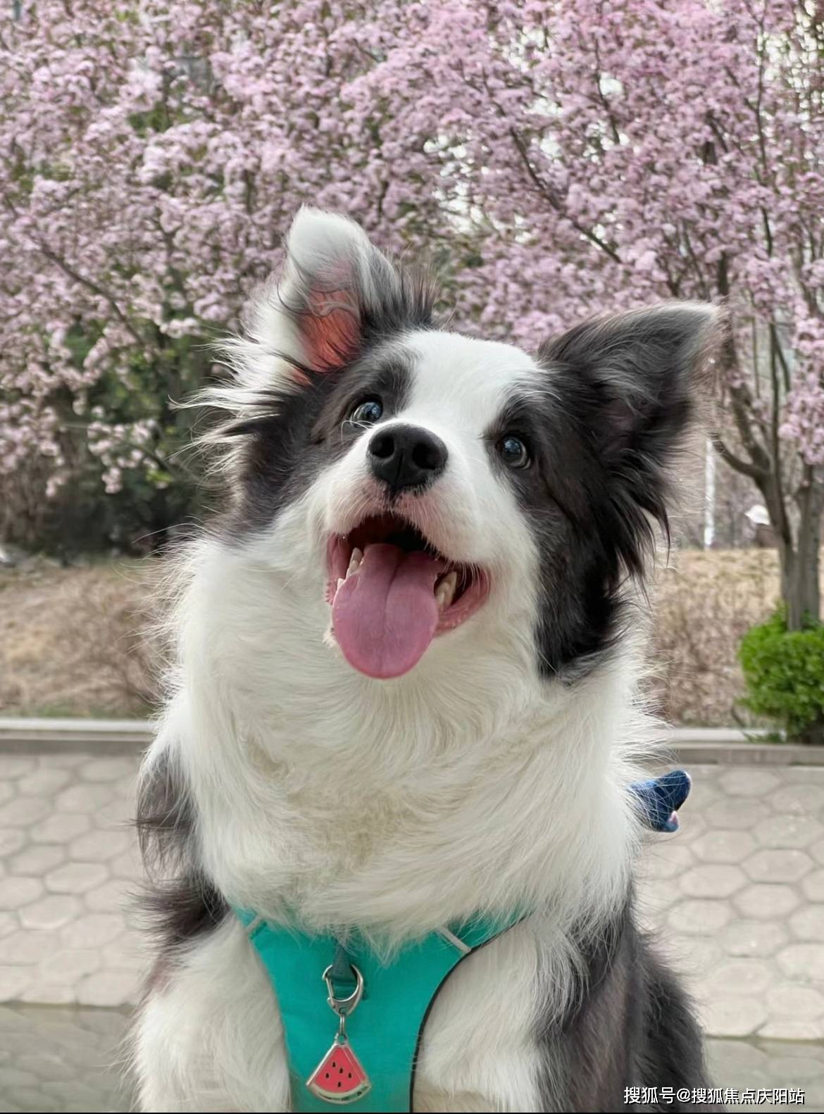 苏州买边牧犬首页网站(苏州姑苏区)买边牧犬哪里比较安全