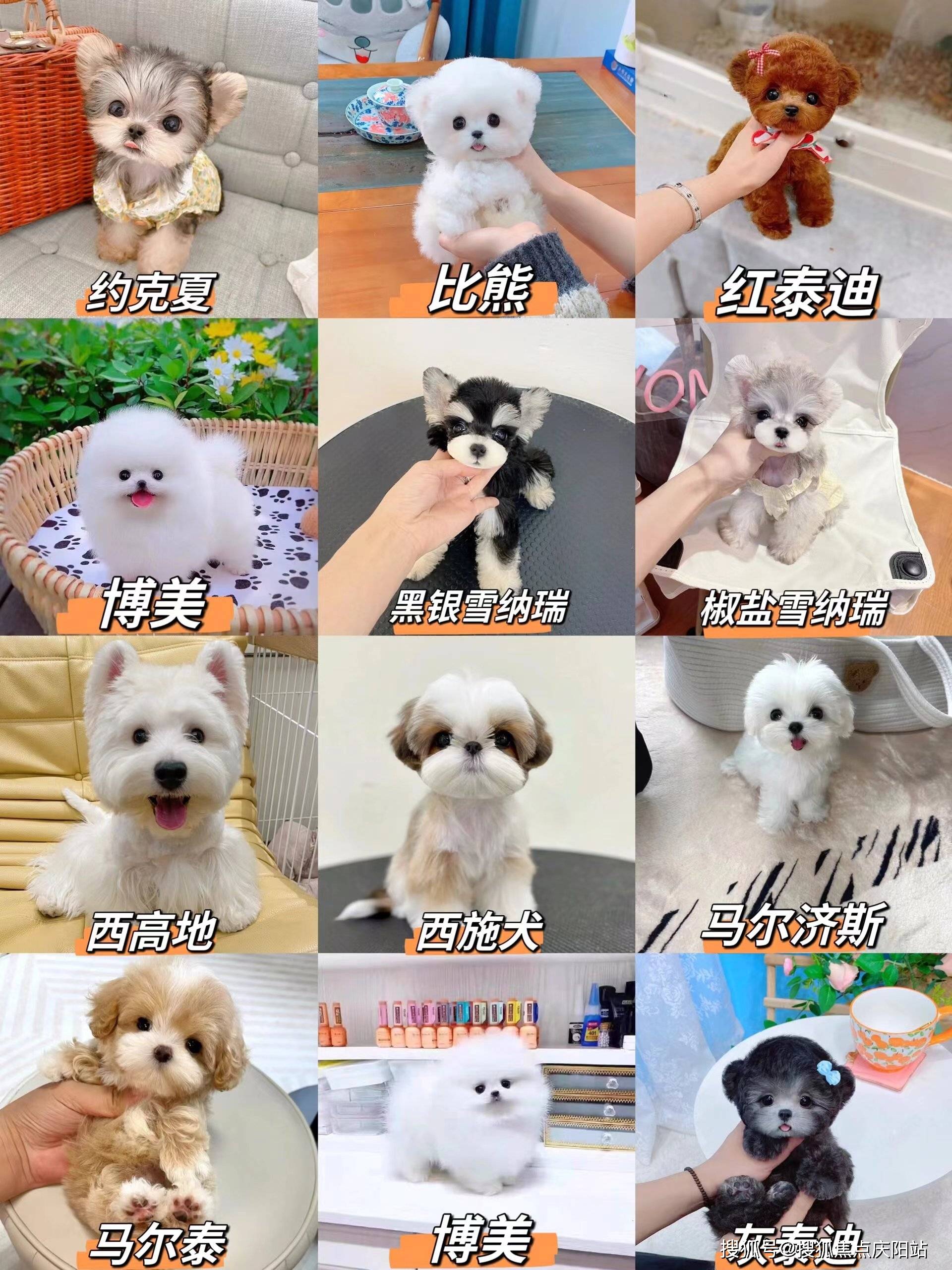 合肥买萨摩耶犬首页网站(合肥瑶海区)哪家宠物店有卖萨摩耶犬的