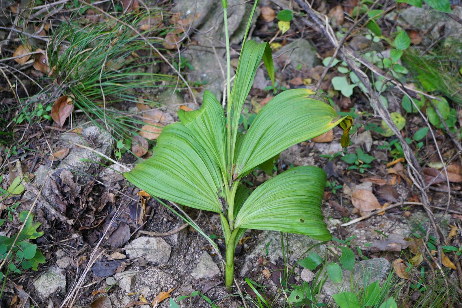 我见到的山东本土植物和园林栽培植物(298)毛穗藜芦