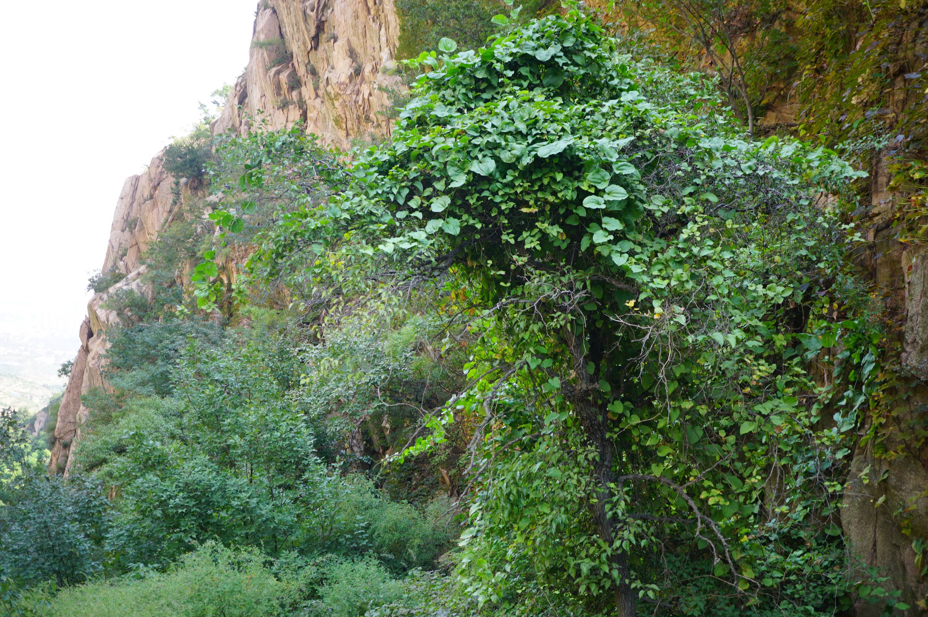 我见到的山东本土植物和园林栽培植物(300)华东菝葜