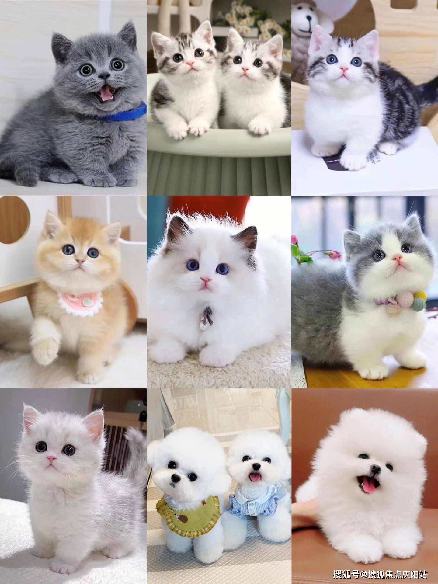 湖州买阿拉斯加犬首页网站(湖州吴兴区)买阿拉斯加犬最好去哪里买