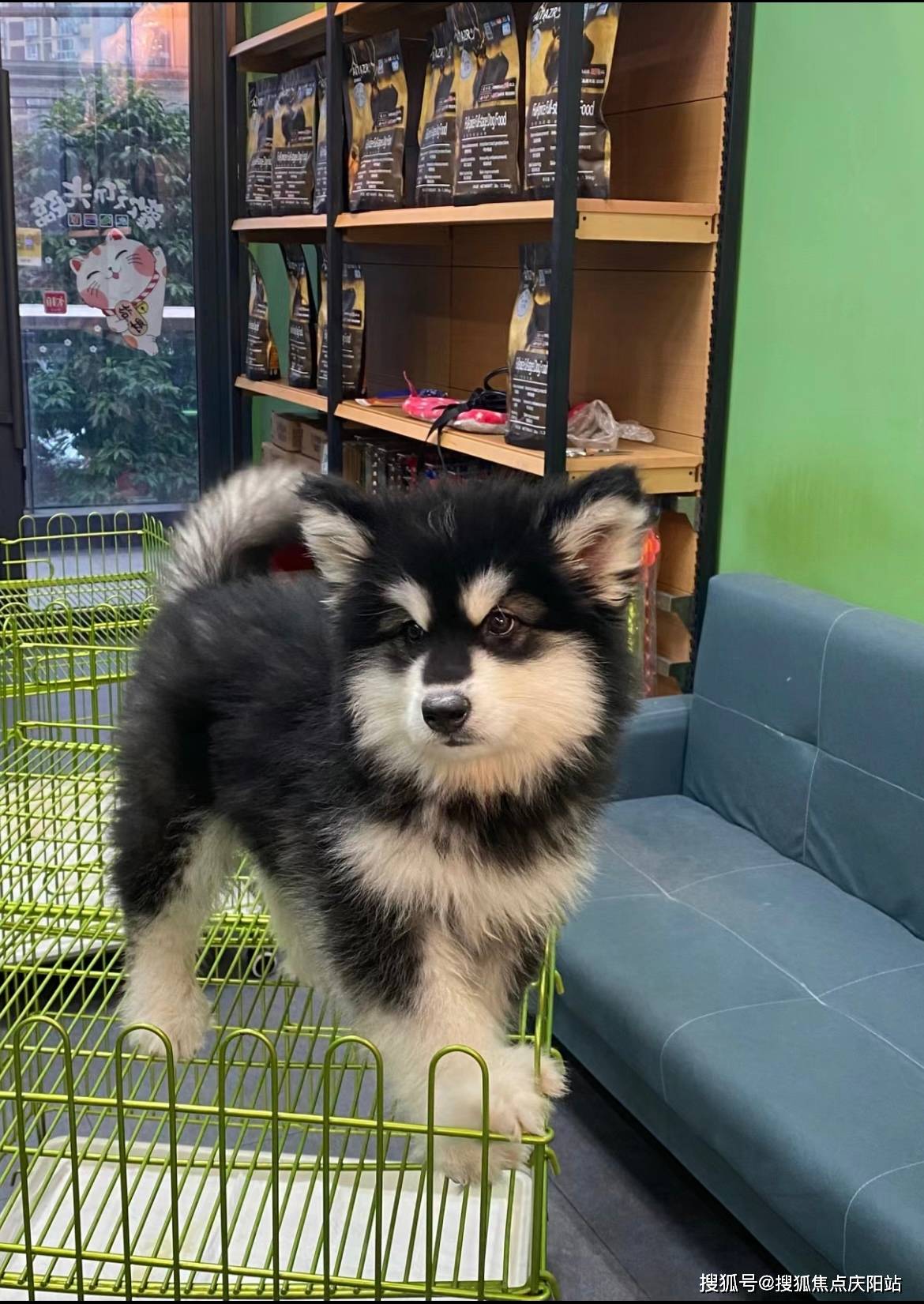 重庆买阿拉斯加犬首页网站(重庆九龙坡区)买阿拉斯加犬最好去哪里买_