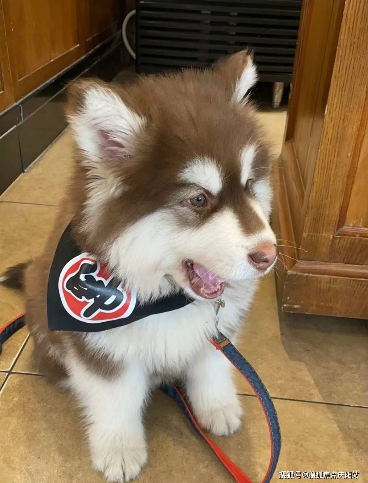 南昌买阿拉斯加犬首页网站(南昌红谷滩区)哪里有正规卖阿拉斯加犬的