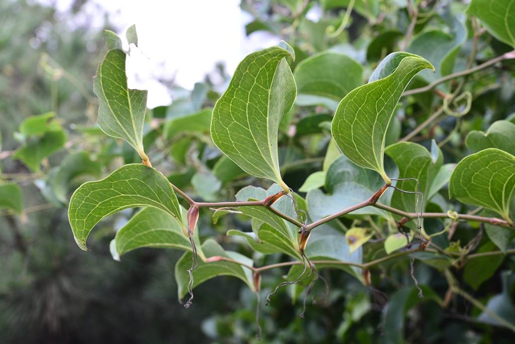 我见到的山东本土植物和园林栽培植物