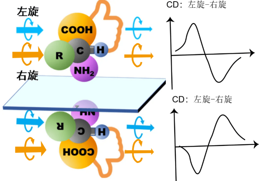 圆二色谱生物大分子表征实验服务