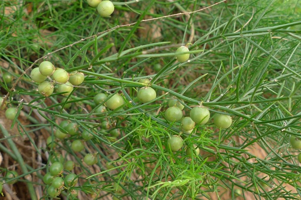 我见到的山东本土植物和园林栽培植物(309)兴安天门冬