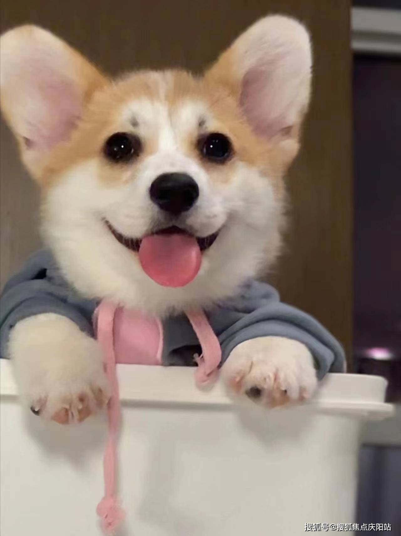 合肥买柯基犬首页网站(合肥瑶海区)买柯基犬在哪里买靠谱又便宜