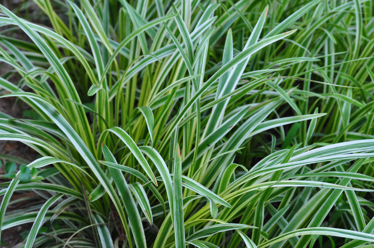 我见到的山东本土植物和园林栽培植物(306-1)金边阔叶山麦冬