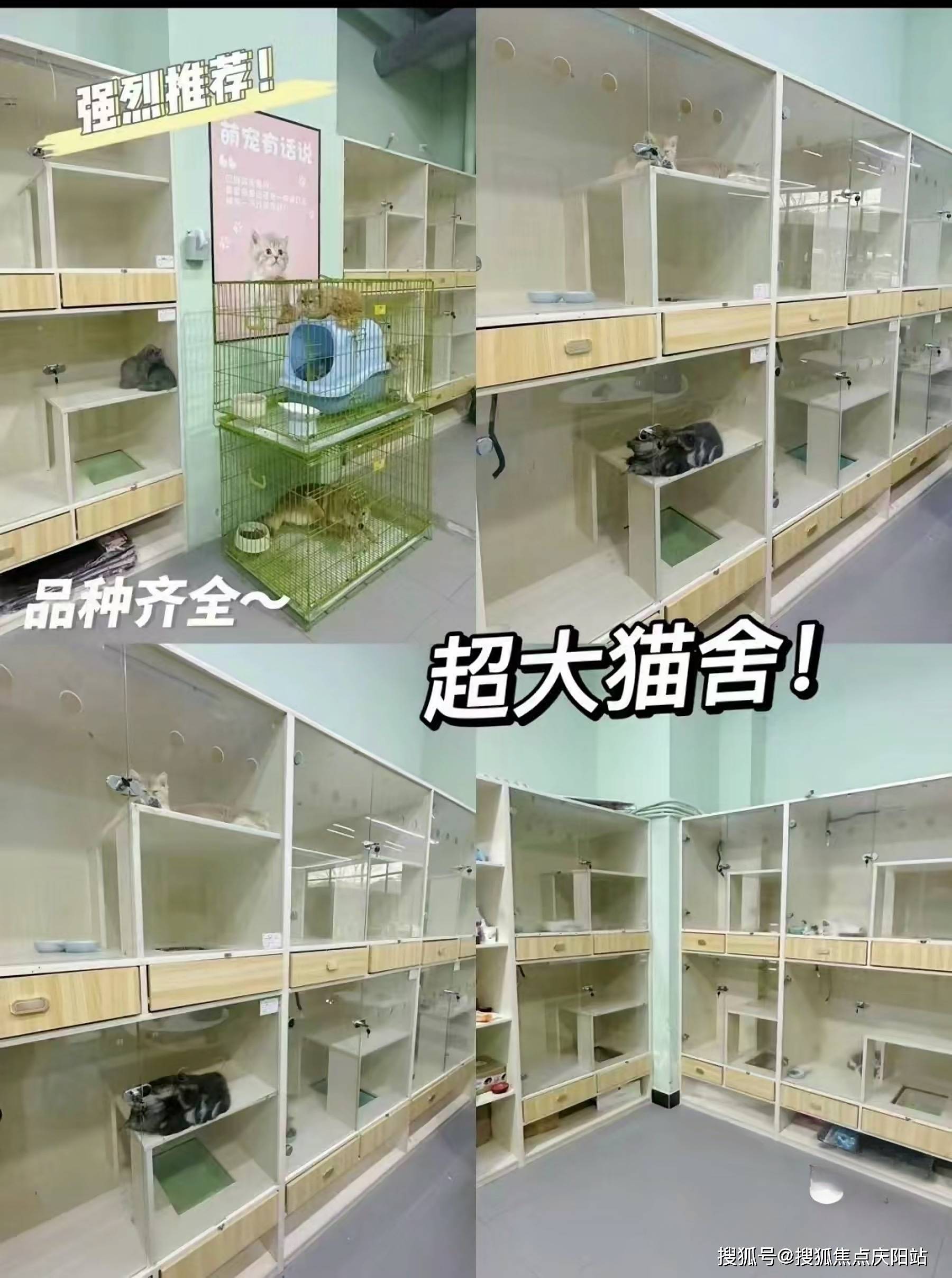 上海买美短起司猫首页网站(上海浦东区)哪有卖美短起司猫的宠物市场?