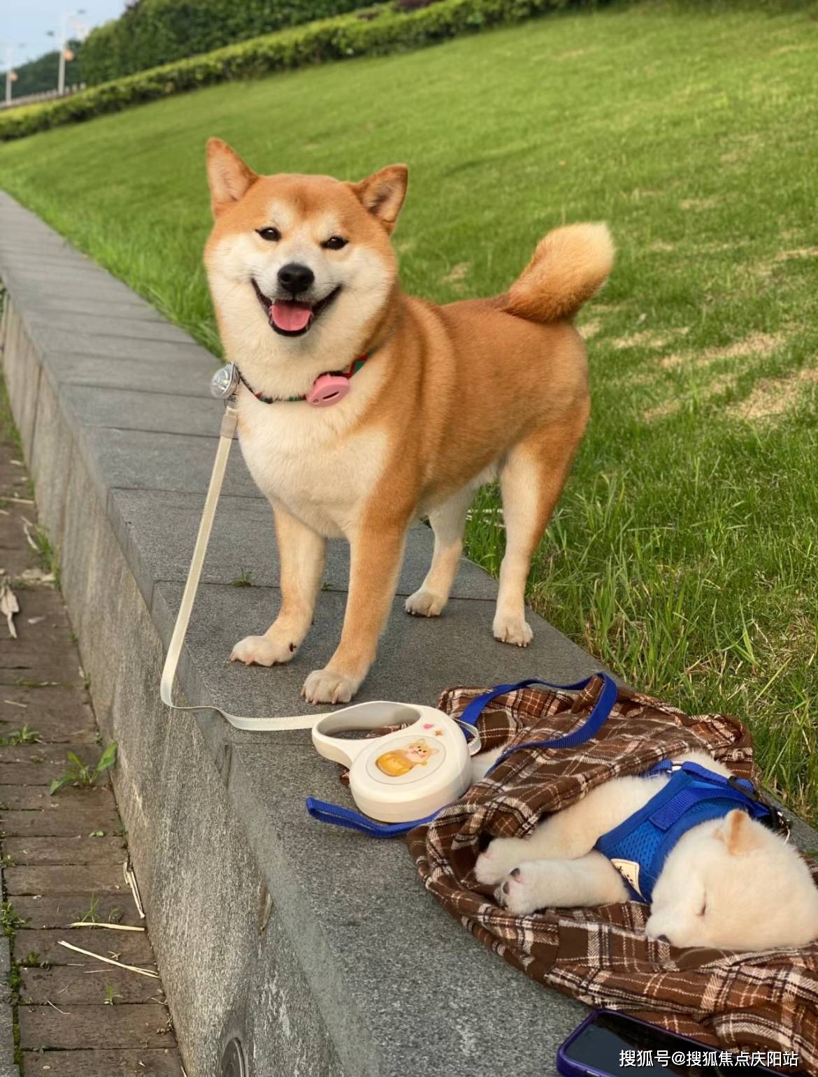 麒麟臂柴犬图片