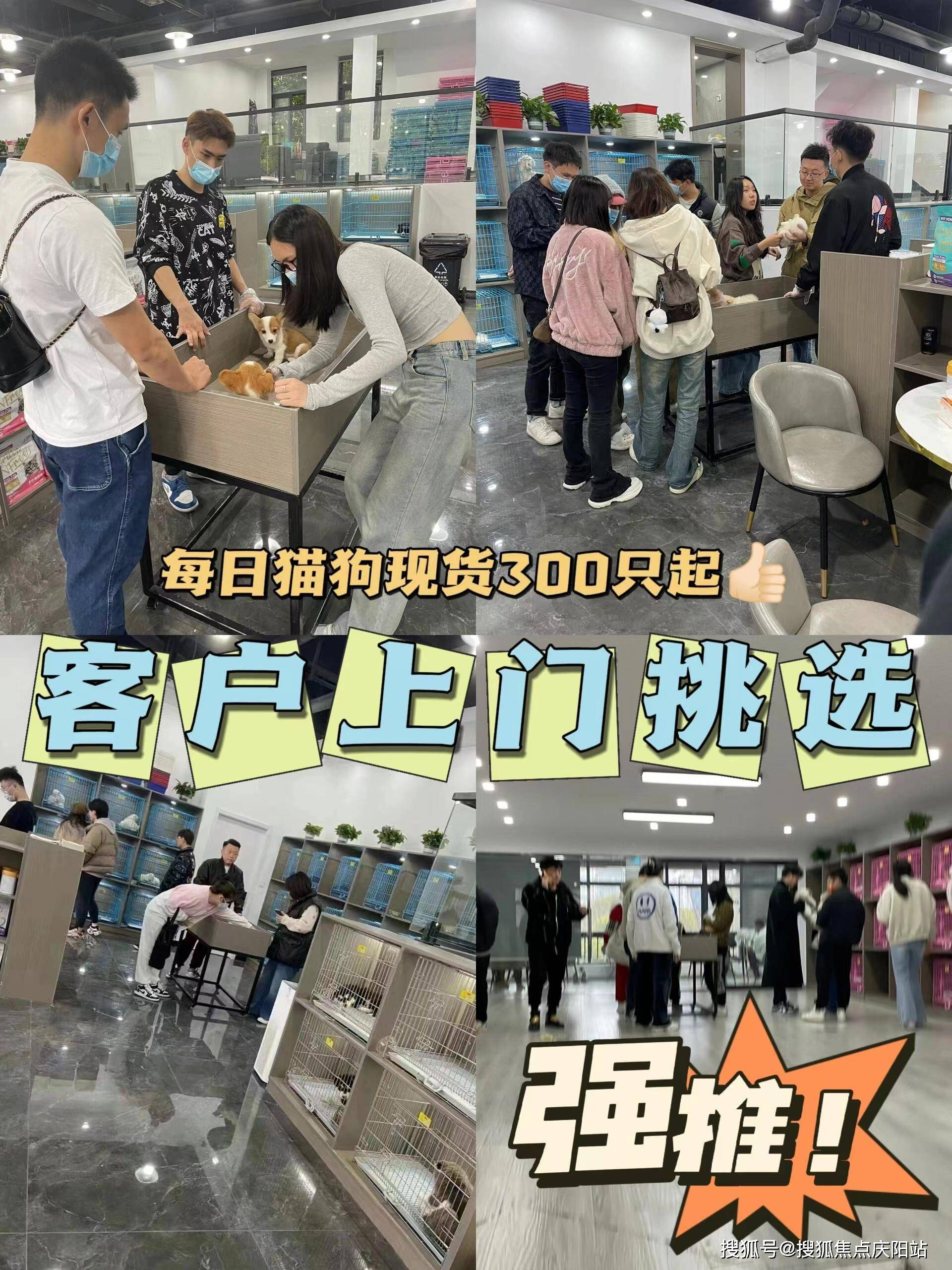 广州买泰迪犬首页网站(广州天河区)哪家宠物店有卖泰迪犬的