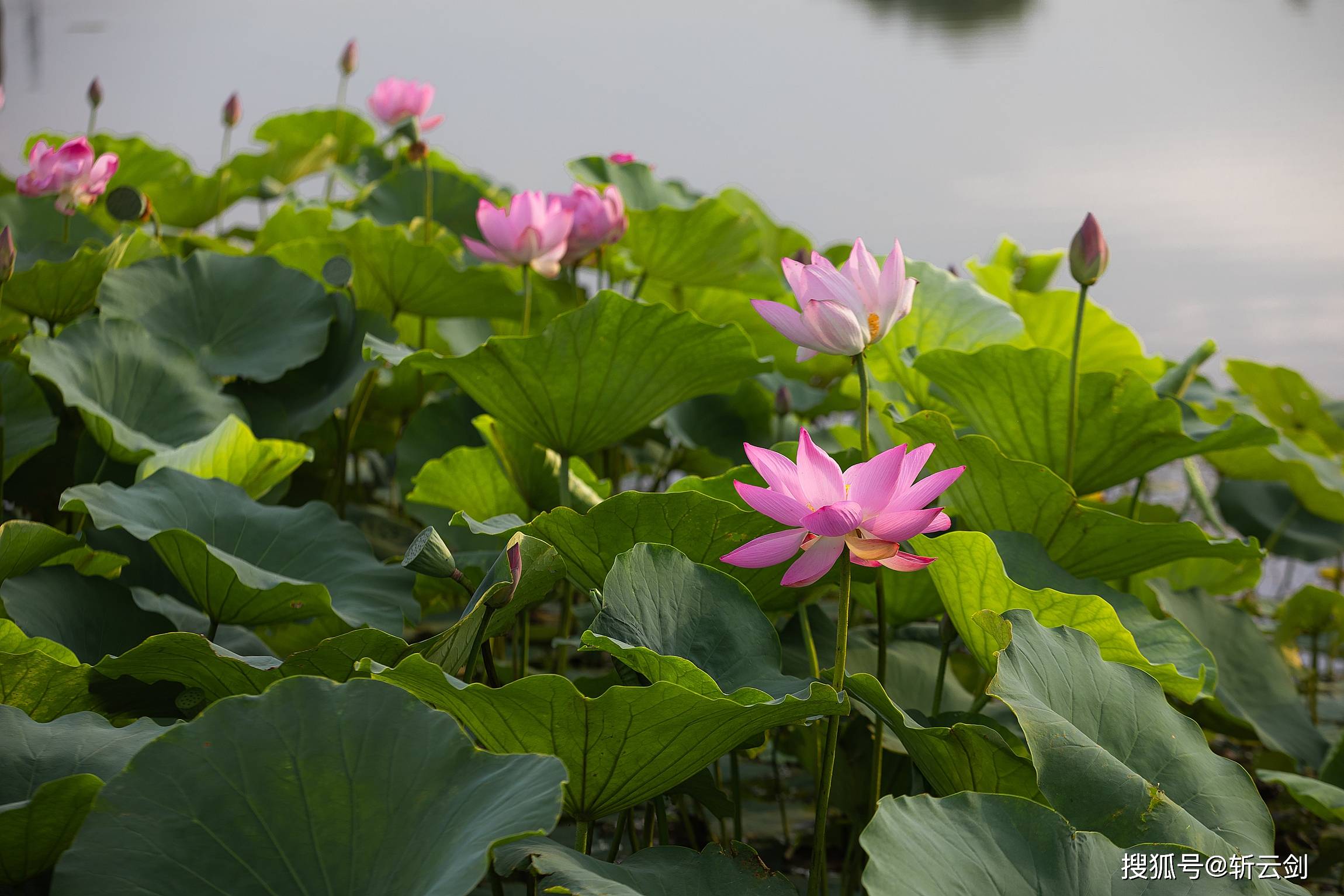 被称之为"小泉城"的章丘绣江河公园荷花开了