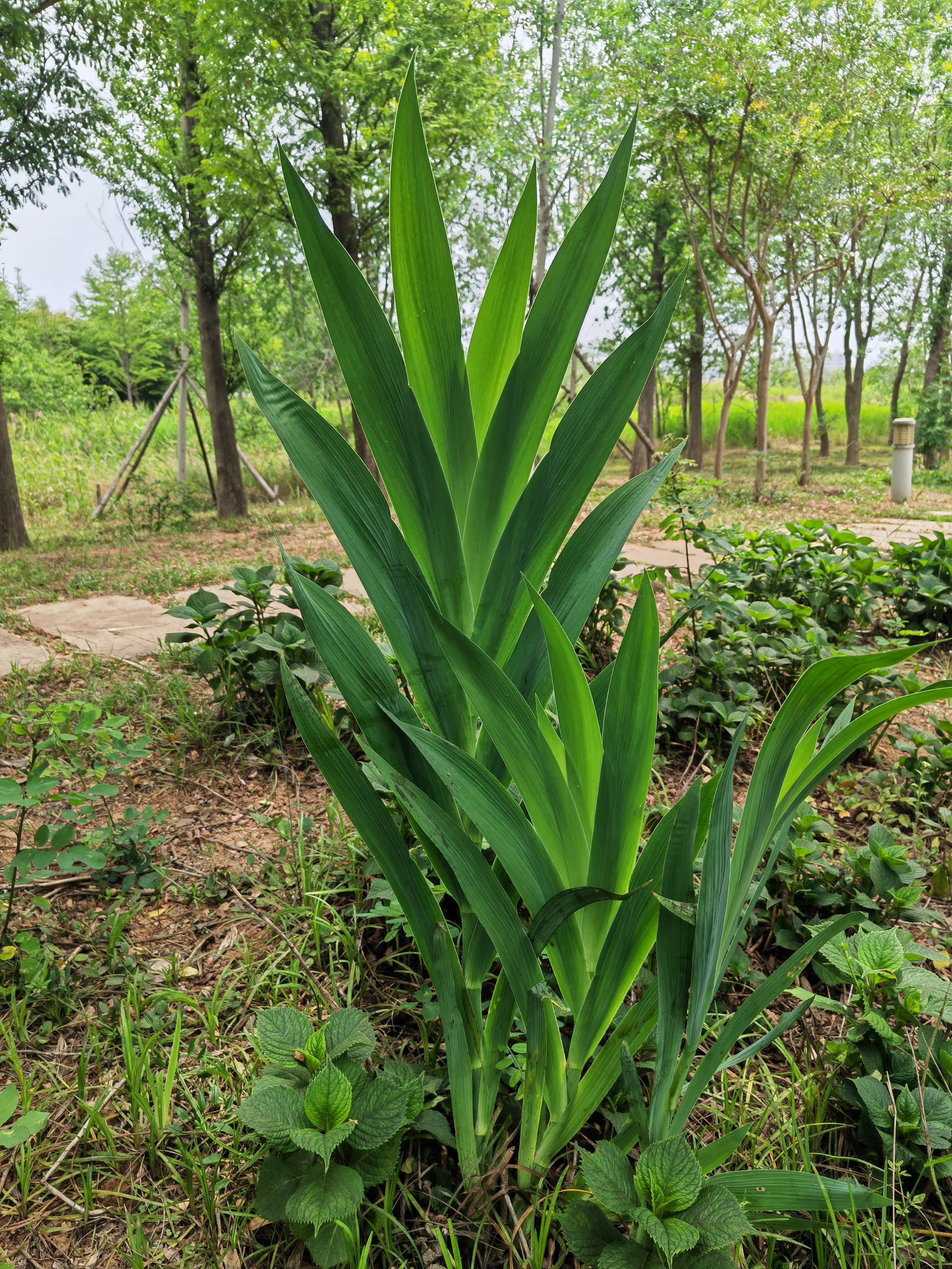 山蒲扇药草图图片