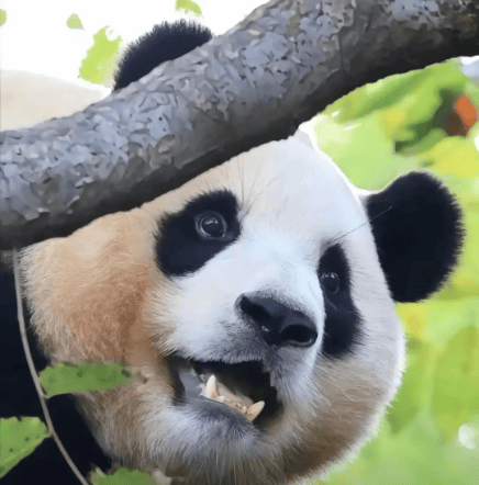   韩国最近刮起了一股“熊猫风”。