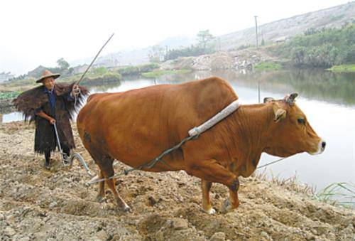 尽管如此,他还是将自己的治疗办法应用到实践当中去,通过感染牛痘来给