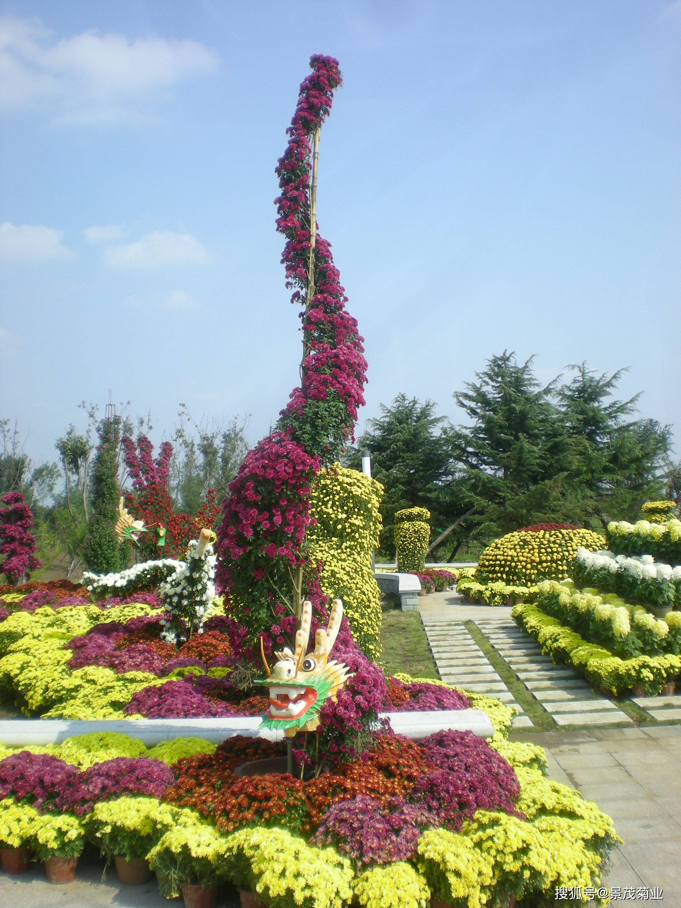 菊花造型艺菊-盘龙菊