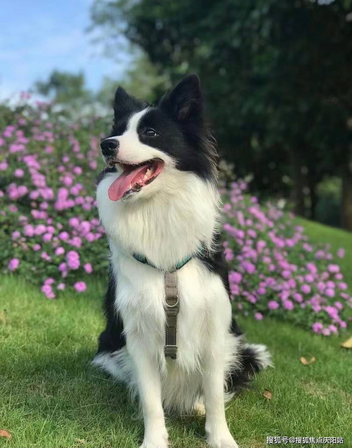 福州买边牧犬首页网站(福州晋安区)边牧犬什么价格