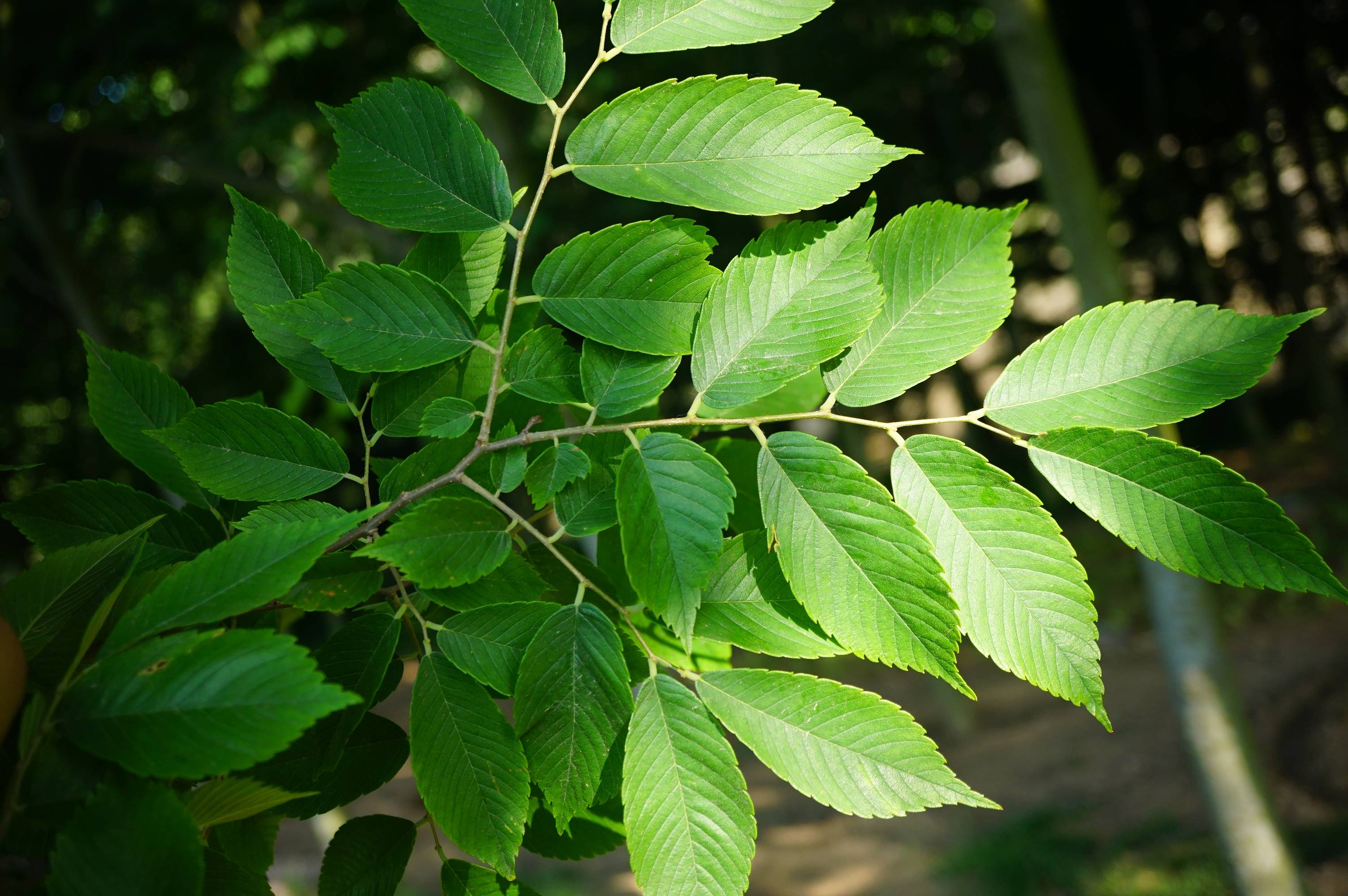 大叶绿植树图片及名称图片