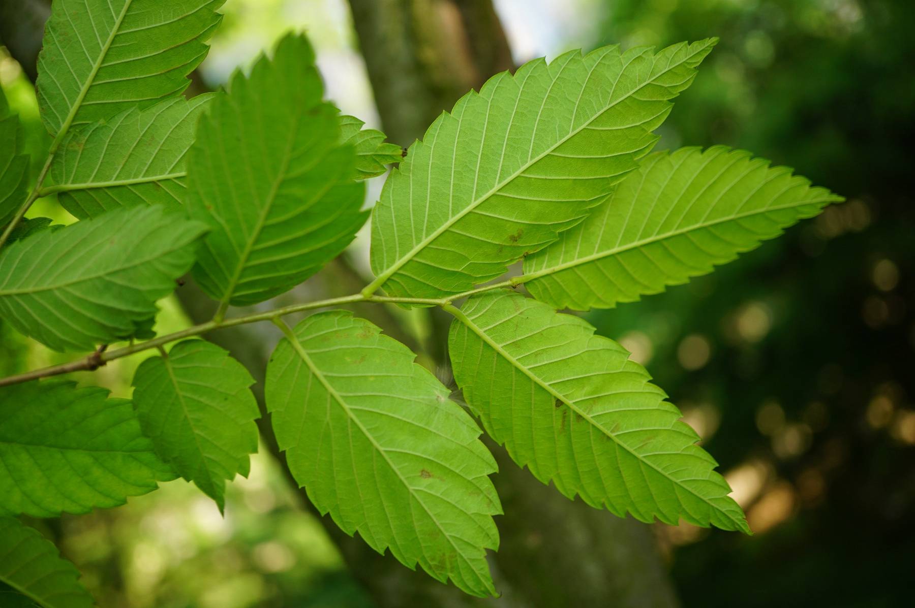 我见到的山东本土植物和园林栽培植物(400)大叶榉树(栽培)