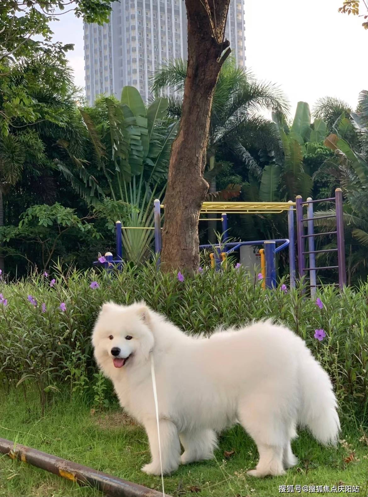 上海买萨摩耶犬首页网站(上海浦东区)萨摩耶犬什么价格
