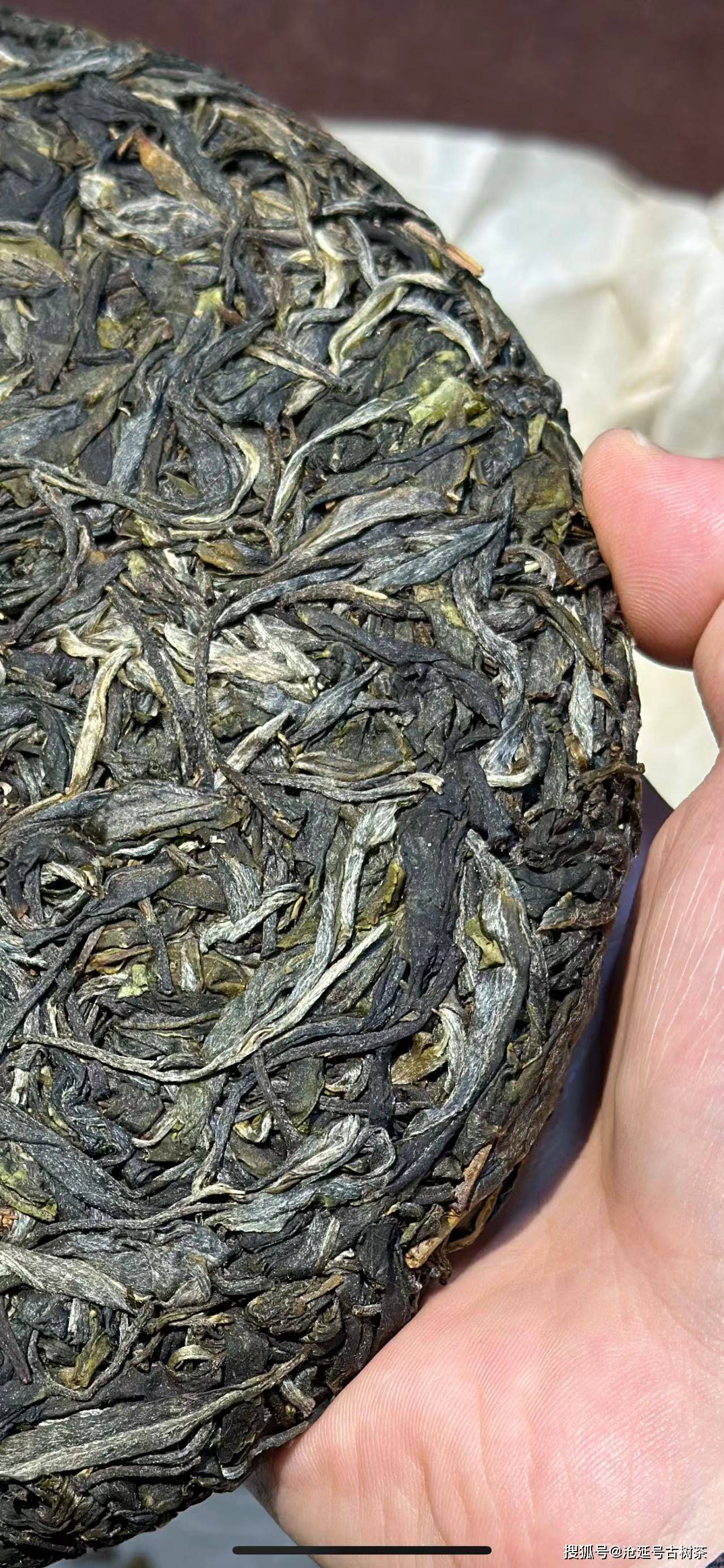 沧延号2024临沧梅子箐单株纯料生茶