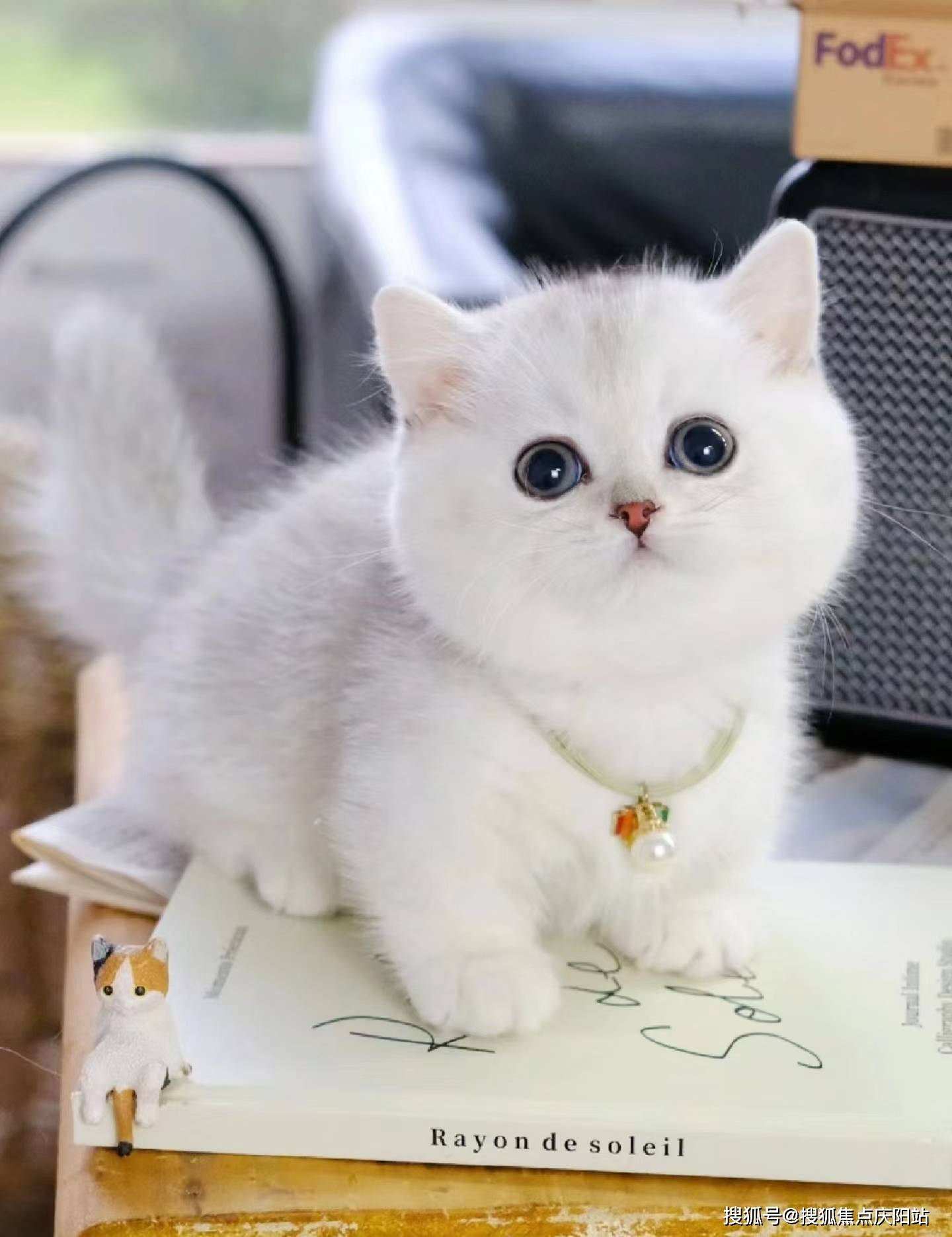义乌买银渐层猫首页网站(义乌)哪里可以买到品相好的银渐层猫(义乌)
