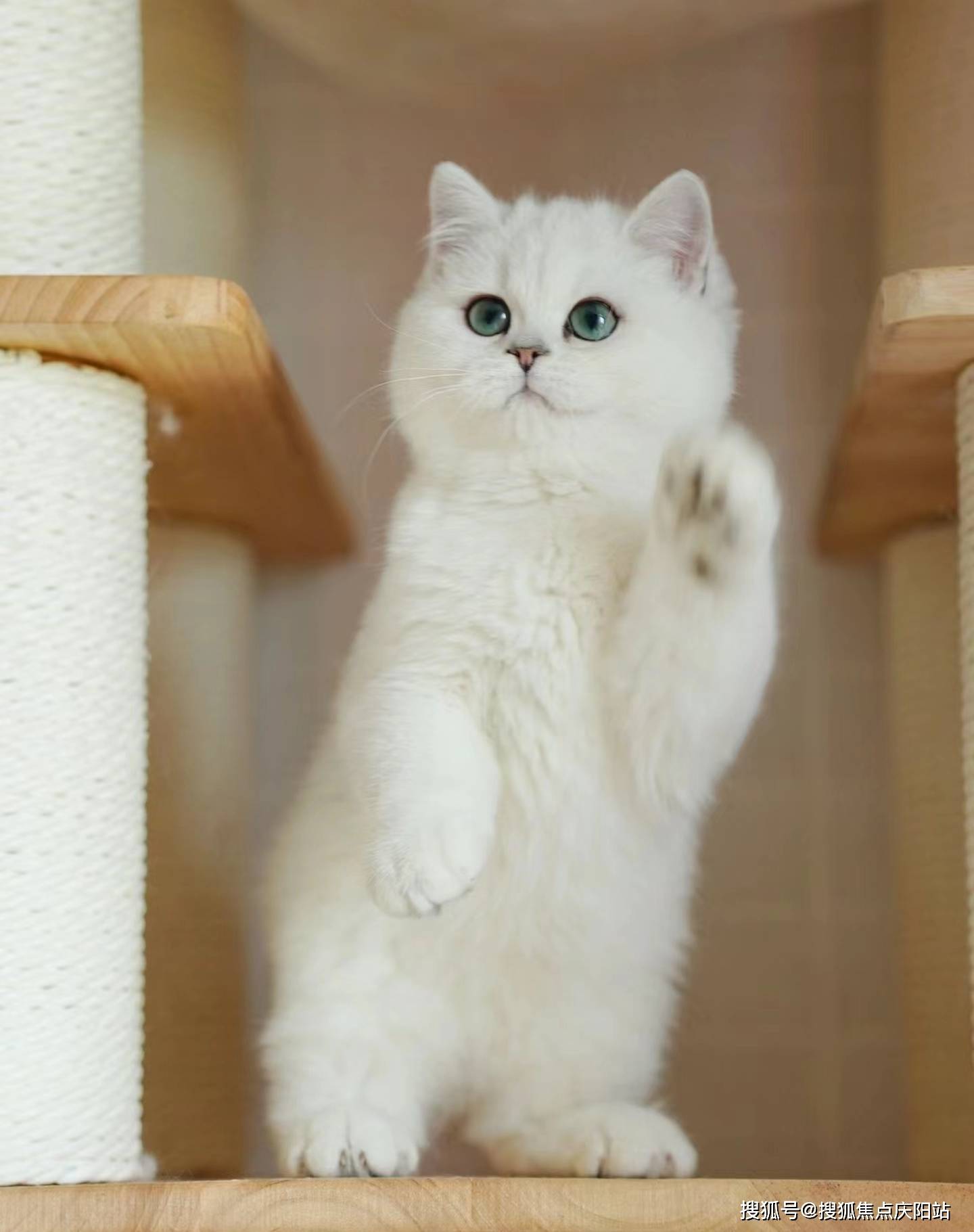 在众多品种中,银渐层猫因其独特魅力成为了众多爱宠人士的首选.