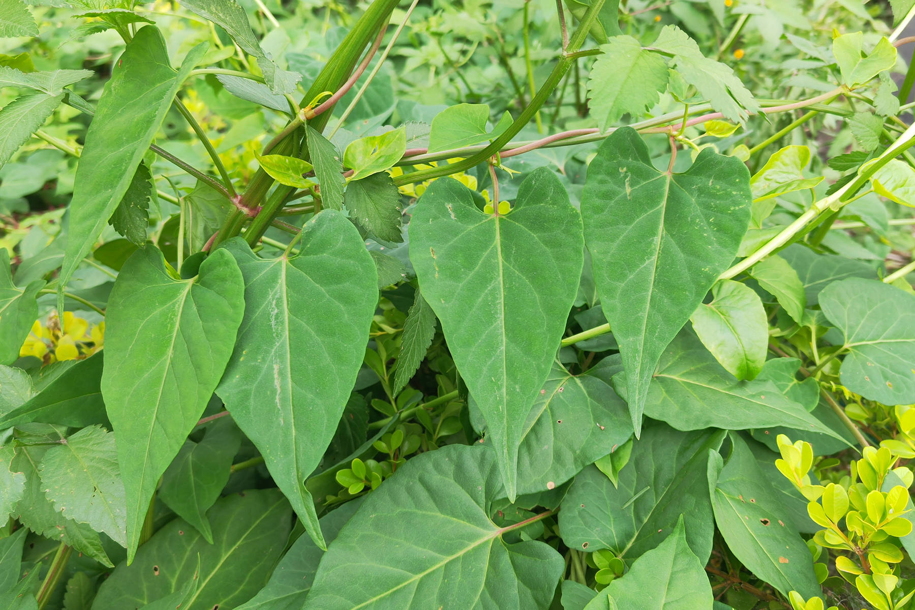 我见到的山东本土植物和园林栽培植物