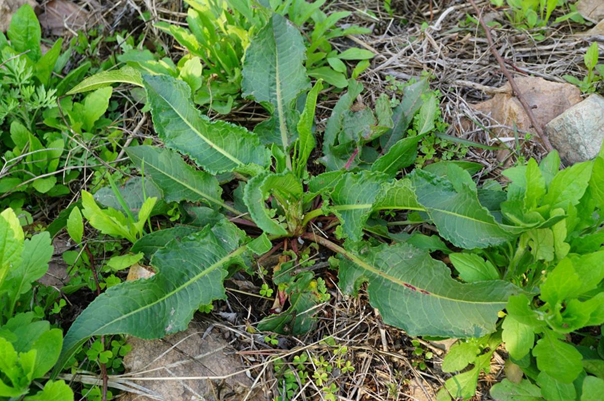 羊蹄植物图片图片