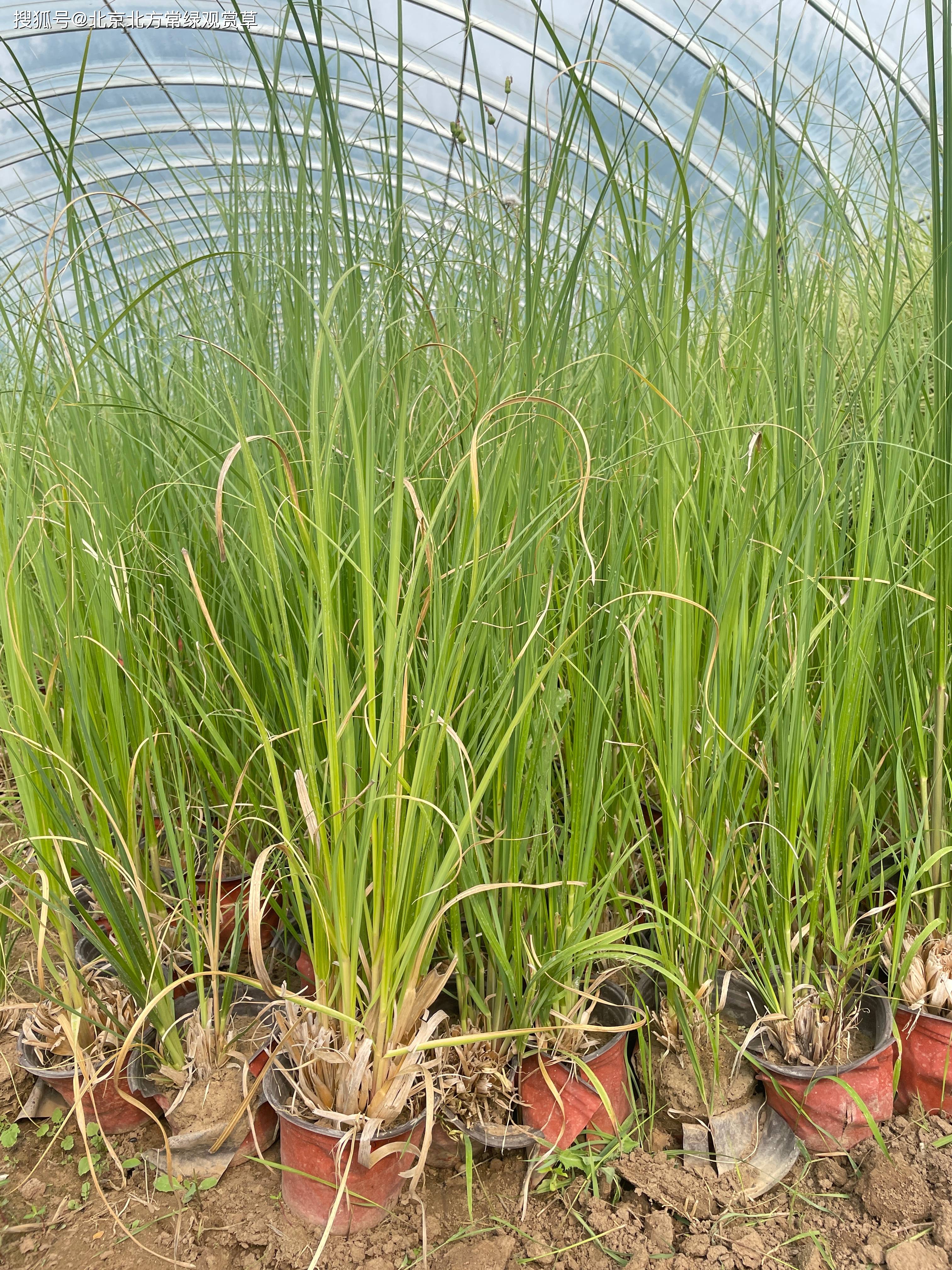 矮蒲苇的种植方法及应用价值!