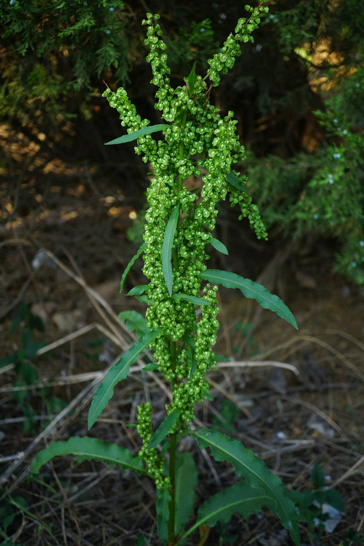 我见到的山东本土植物和园林栽培植物(424)皱叶酸模