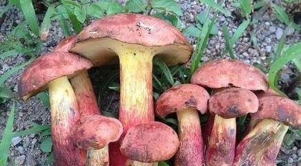 云南人为何如此热衷于吃野生菌子？-云南野生菌有毒的有哪些