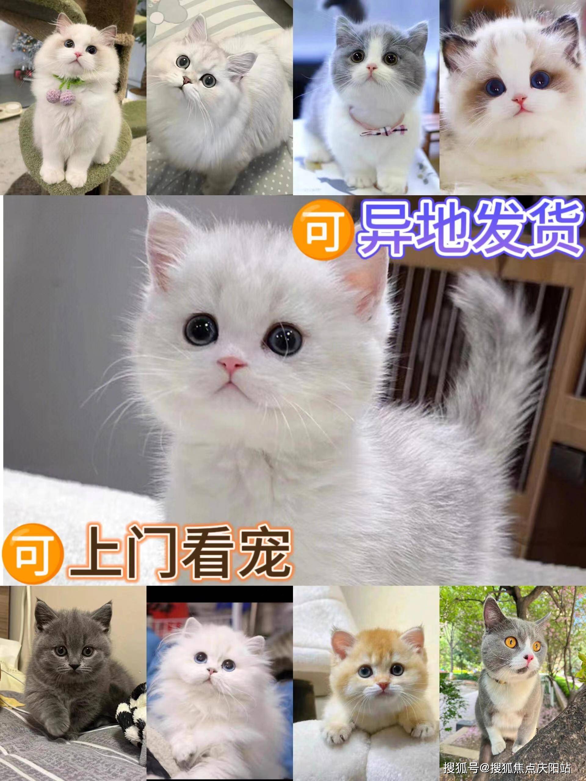 英短蓝白猫作为一种备受喜爱的宠物品种,它们温顺的性格和可爱的外表