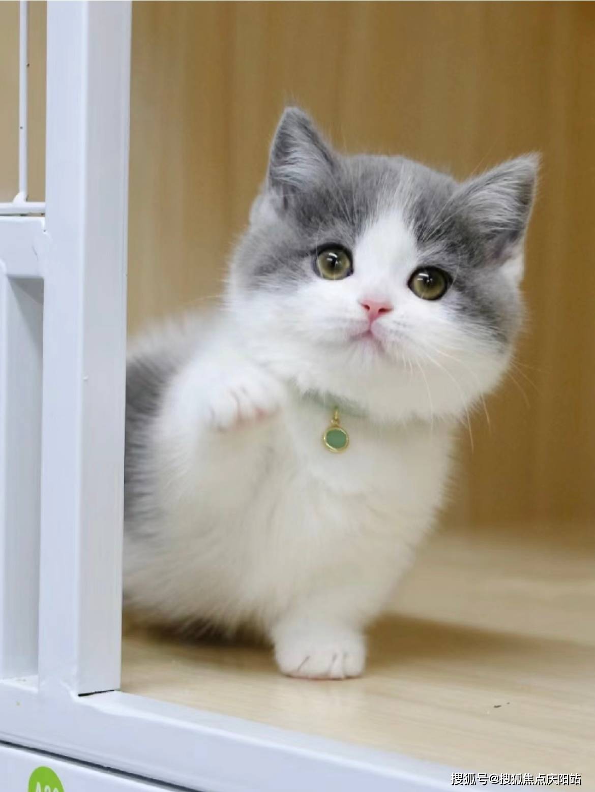 天津买英短蓝白猫首页网站(天津红桥区)哪里有英短蓝白猫出售