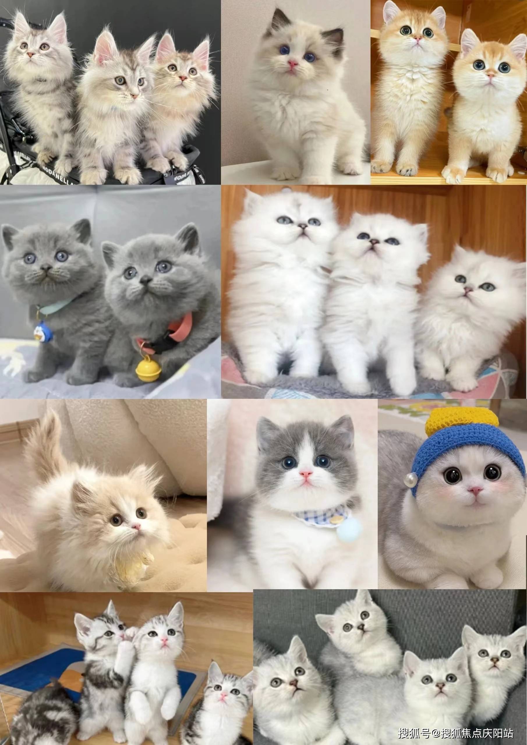 厦门买英短蓝白猫首页网站(厦门思明区)哪里有英短蓝白猫出售