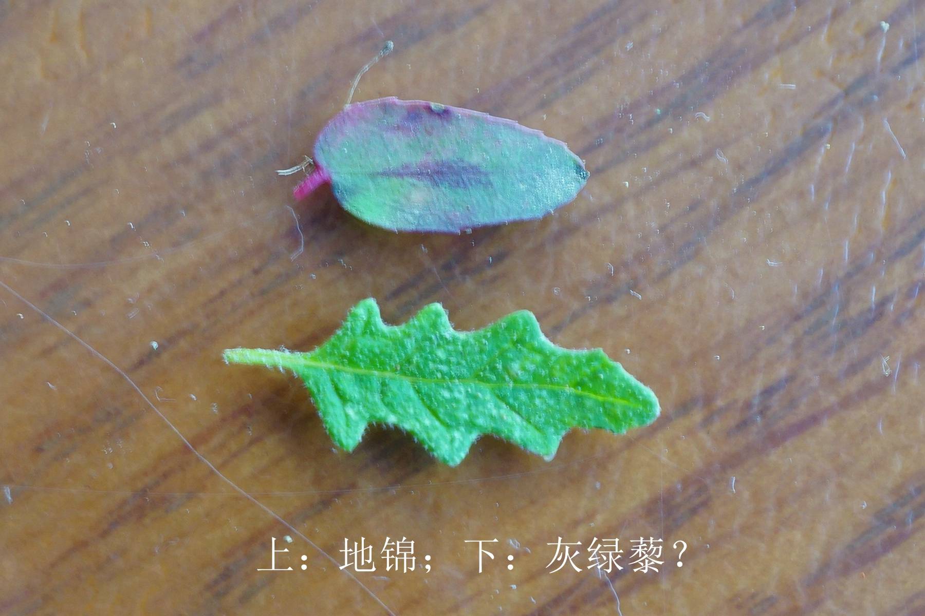 我见到的山东本土植物和园林栽培植物(435)灰绿藜?