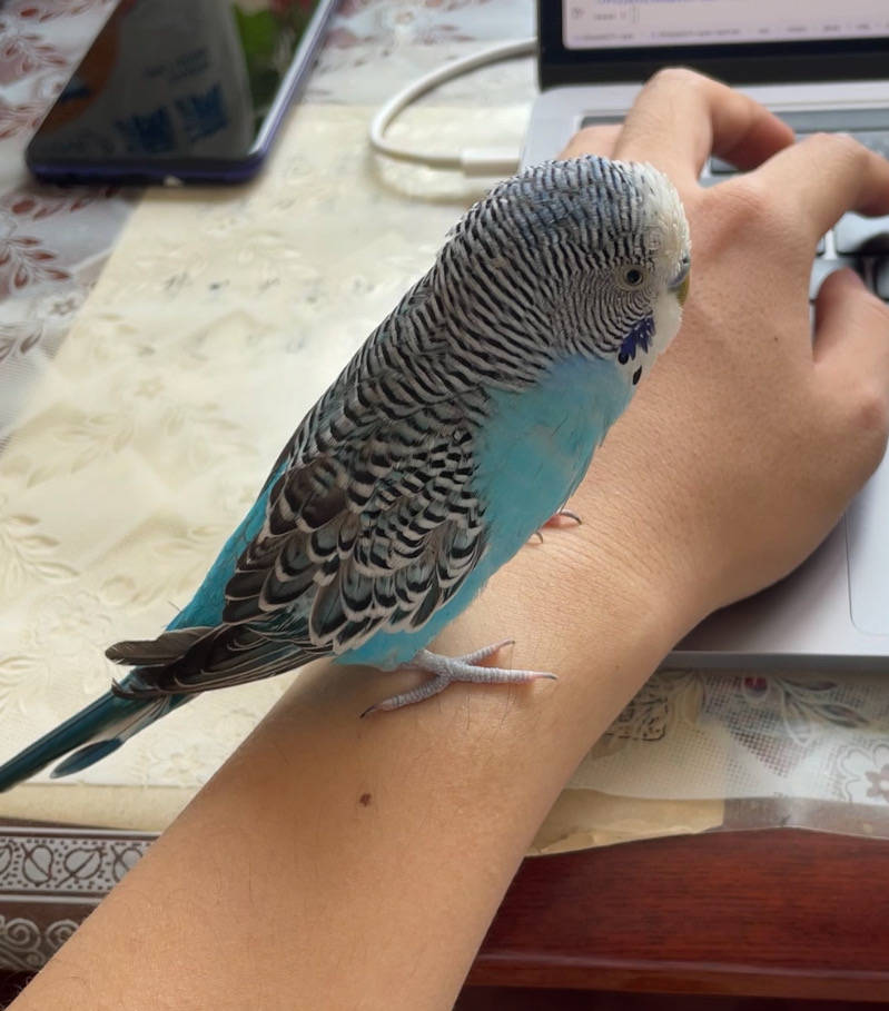 吉林省吉林市船营区《有偿寻鸟》——"虎皮鹦鹉"