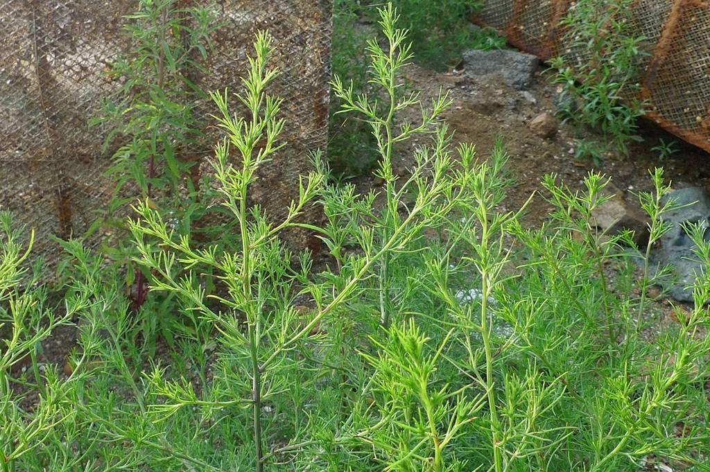 我见到的山东本土植物和园林栽培植物(449)猪毛菜