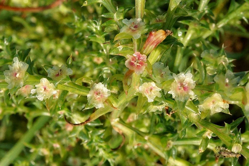 我见到的山东本土植物和园林栽培植物